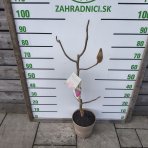 Magnólia (Magnolia) ‘MEGANOLIA’® – výška 70-90 cm, kont. C7L